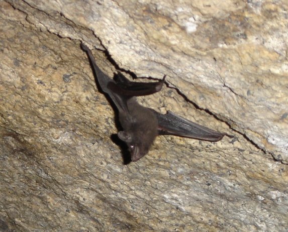 Coleura seychellensis