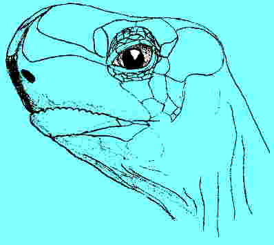 tortoise logo