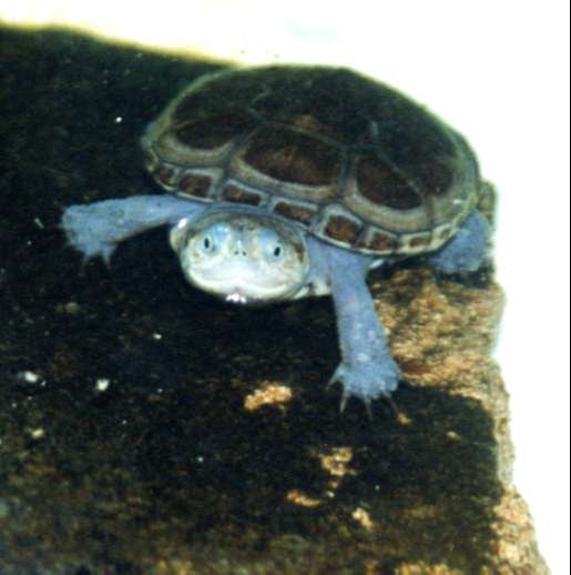 terrapin