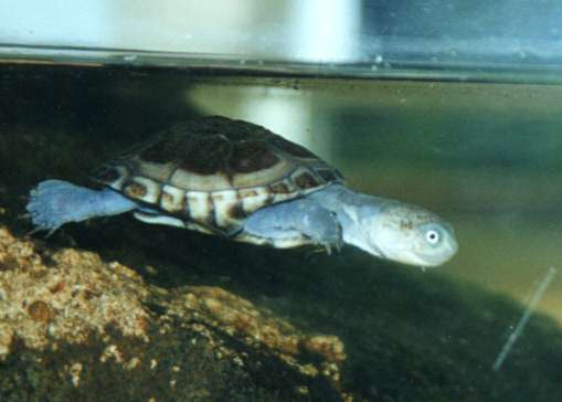 terrapin swimming