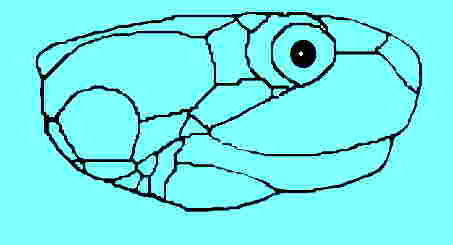 terrapin logo